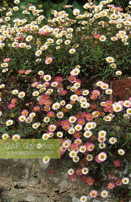Erigeron karvinskianus Ground cover perennial flowering in summer