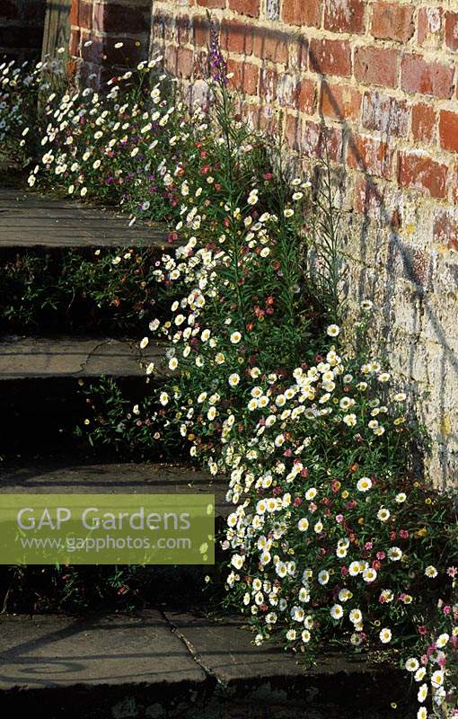 Vale End. Surrey. Erigeron karvinskianus. Ground cover perennial flowering in summer growing in cracks and crevices