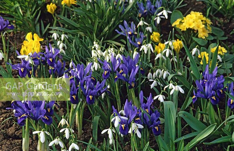 Iris reticulata and danfordiae with snowdrops in Spring