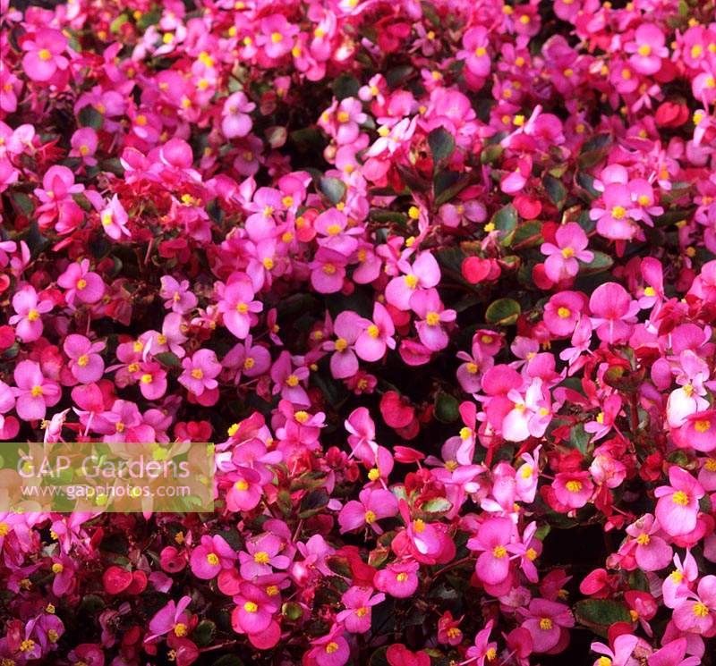 Begonia Olympia Rose