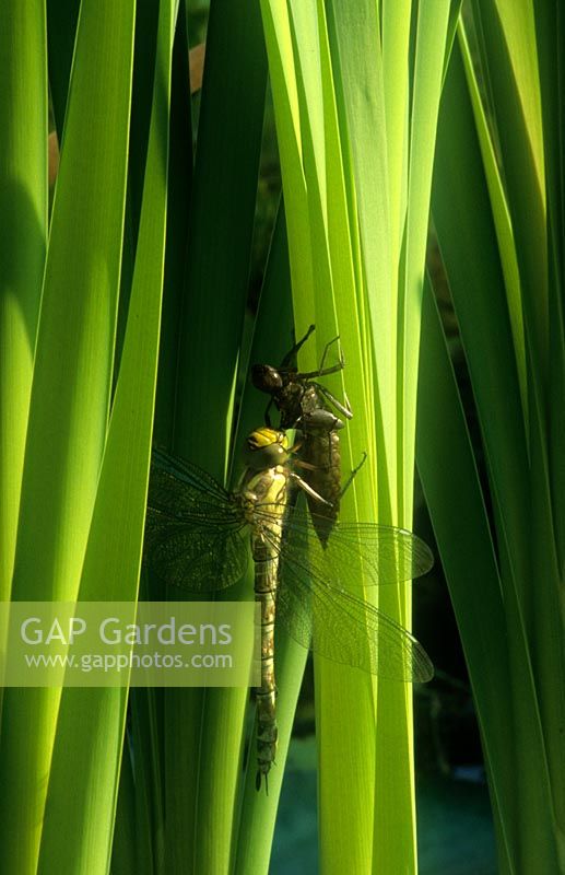 female southern hawker dragonfly having just emerged on Typha latifolia