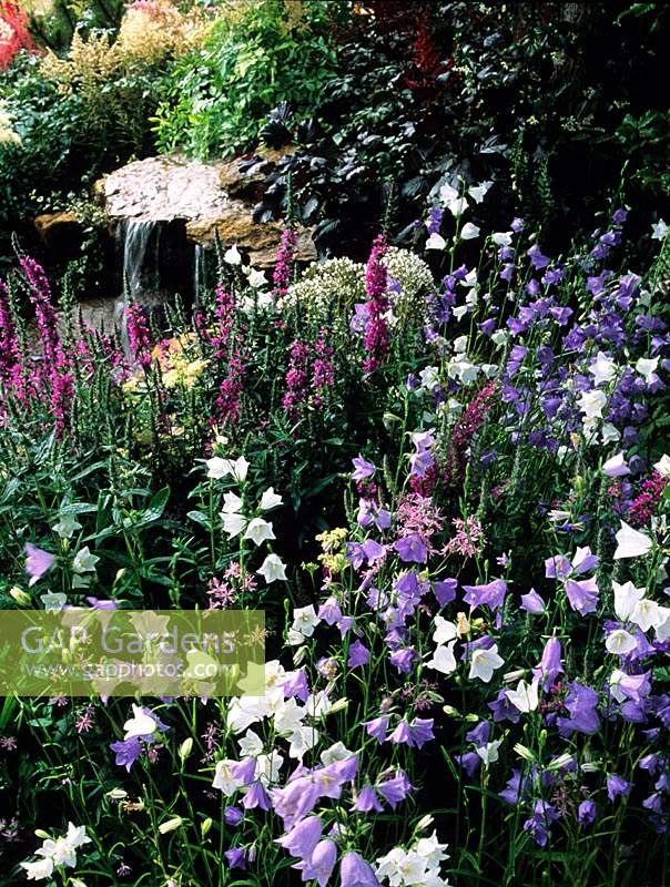 Hampton Court FS 1994 Design Marnie Hall bellflower Campanula percifolia in woodland shade garden