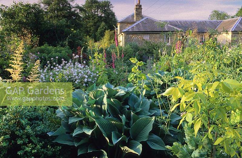 West Lodge South Sussex Hosta Krossa Regal with Hesperis and Foxglove in Spring border
