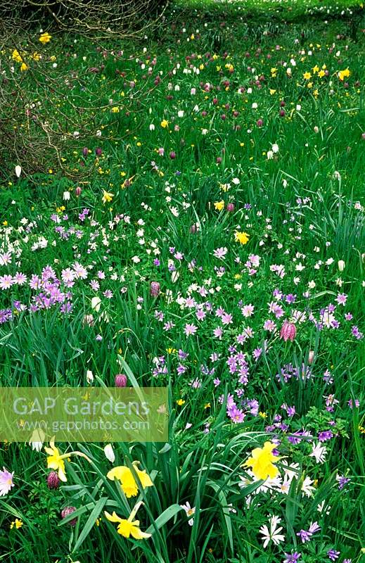 private garden Surrey Design Fiona Lawrenson wild flower lawn with Anemonies Fritillaries and Narcissus