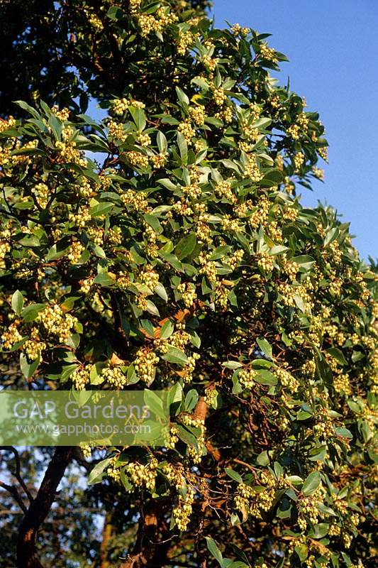 Kew Gardens Surrey Arbutus x andrachnoides