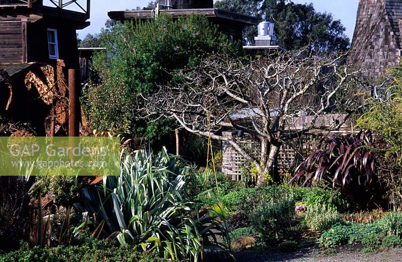 private garden Mendocino California Design Jaen Treesinger Astelia Silver Sword
