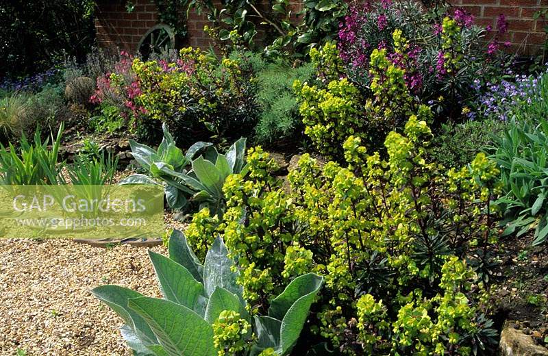 Thursley Lodge Surrey design Fiona Lawrenson dry gravel garden Euphorbia amagdaloides Purpurea