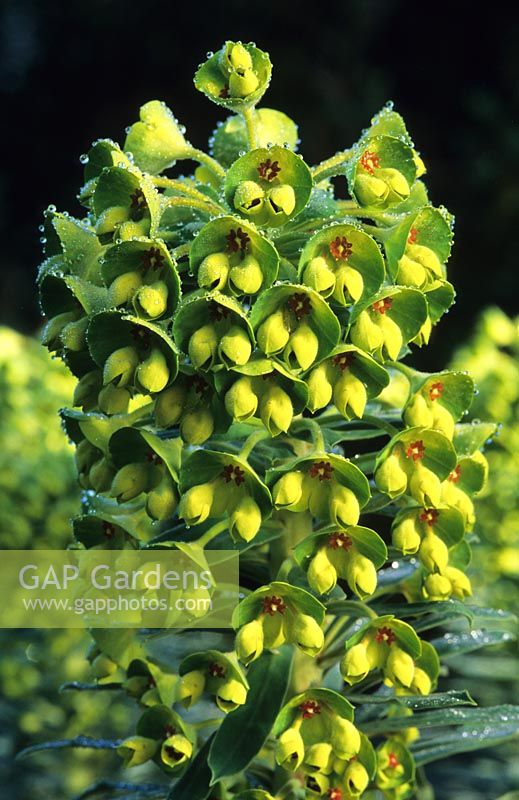 Euphorbia characias subsp wulfenii John Tomlinson