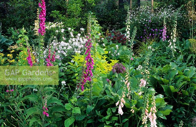 Digitalis purpurea in cottage garden with sweet rocket Hesperis matronalis Allium christophii and foliage plants 