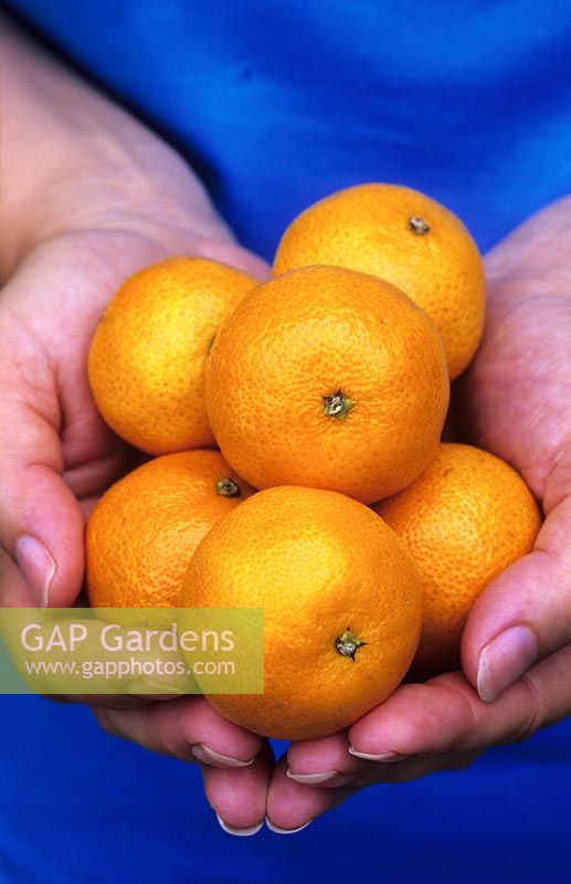 hands holding baby Clementines