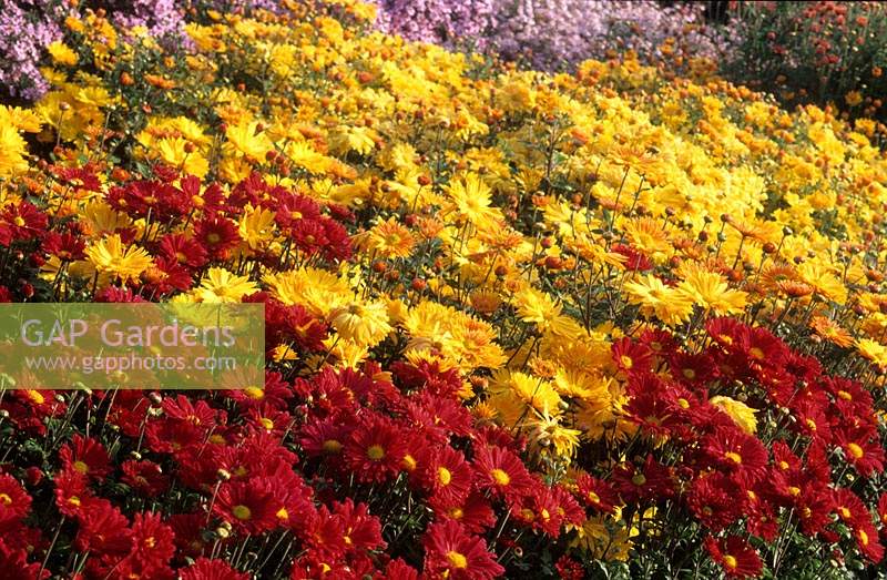 RHS Wisley Surrey Chrysanthemum Belle Honey Yellow Starlet
