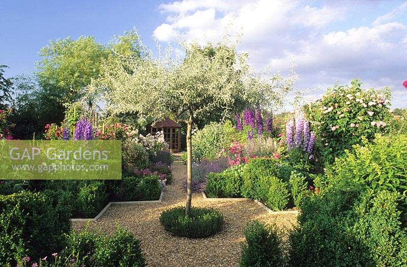 The Anchorage Kent rose garden with lifted Pyrus salicifolia Pendula as focal point for crossing gravel paths