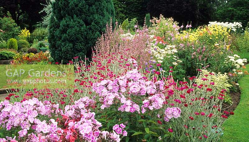 Dingle Bank Shropshire dusty miller Lychnis coronaria with Phlox paniculata in herbaceous border