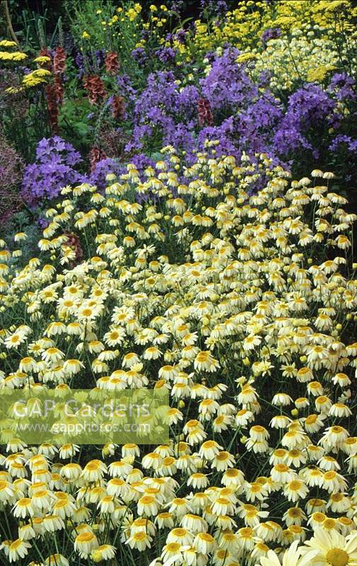 Hampton Court FS 2000 Design Landart Anthemis Sauce Hollandaise Chrysanthemum Campanula