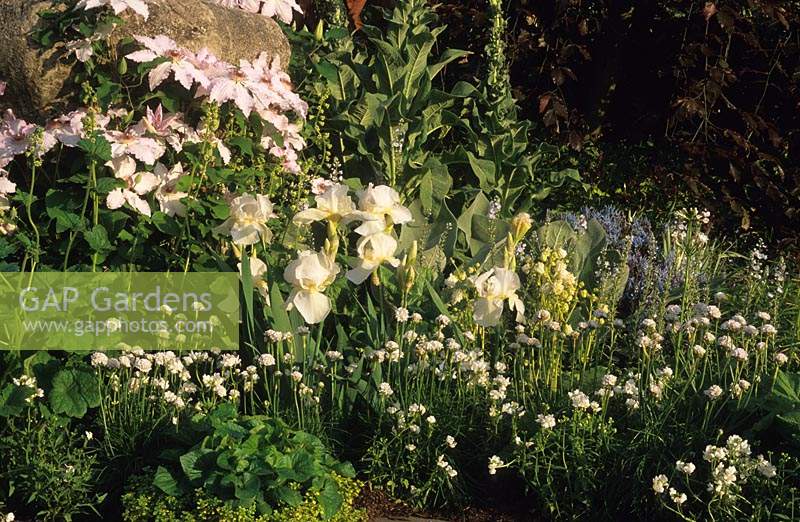 Chelsea FS 1997 Design Christine Pritchard white colour themed border with Clematis Iris Primula and Alliums