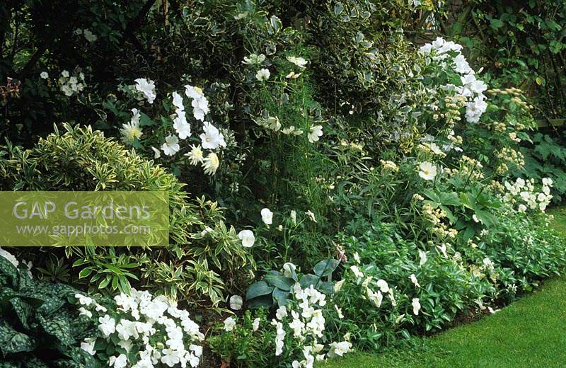 Shepheard s Lane Surrey small town garden with white flower border in summer Lavatera Impatiens Cosmos