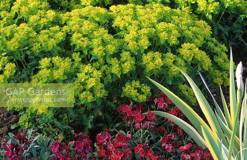 spurge Euphorbia polychroma with red wallflowers and variegated Iris leaf