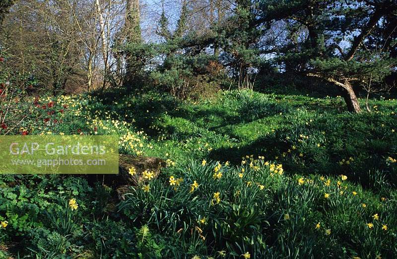 Myddelton House Middx E A Bowles s garden Wild daffodils Narcissus pseudonarcissus in grass under tree