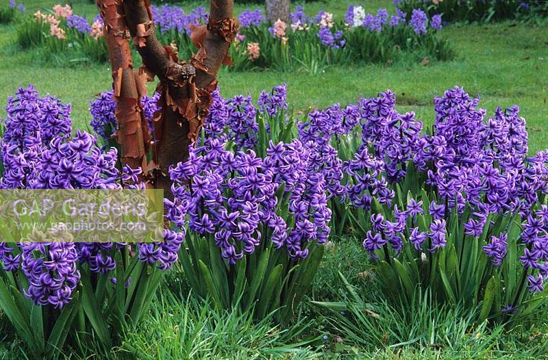 Highdown Sussex Hyacinth Hyacinthus orientalis Delft Blue growing under Acer griseum