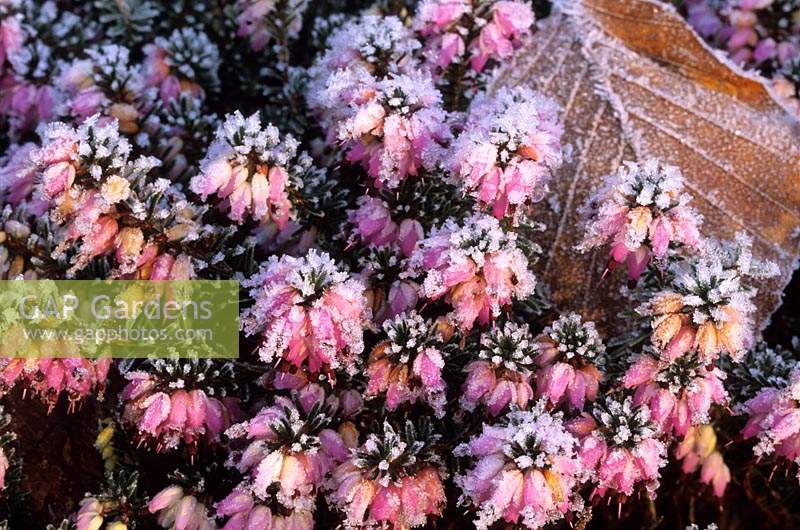 Frost on Erica carnea Springwood Pink in winter