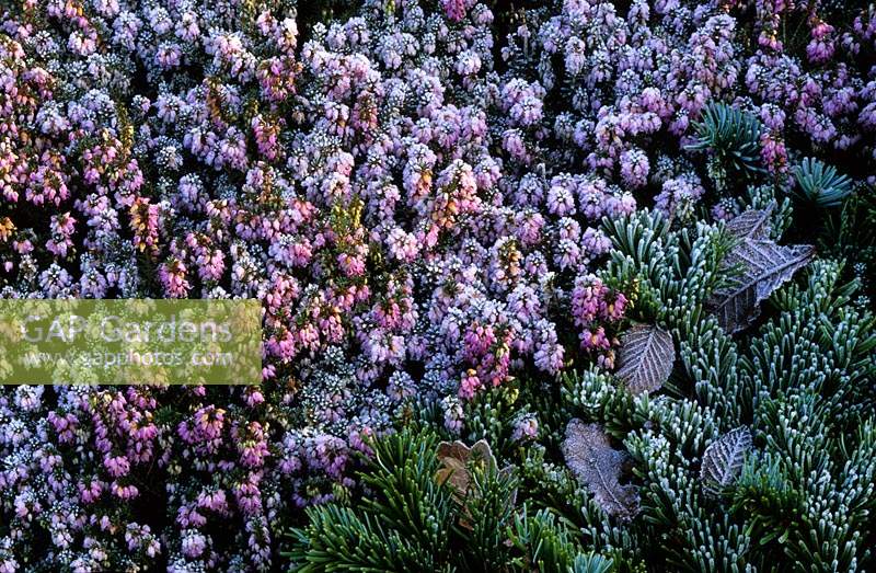 frost on Erica carnea Springwood Pink and prostrate Juniper in winter