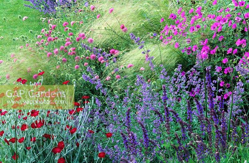Home Farm Hampshire design Fiona Lawrenson perennial border on sloping site prairie planting Lychnis Salvia Nepeta Stipa Geraniu
