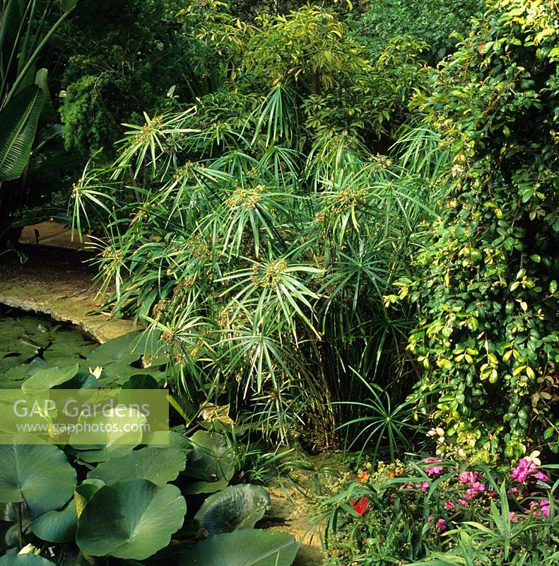 RHS Wisley Surrey Cyperus alternifolius umbrella plant beside pond