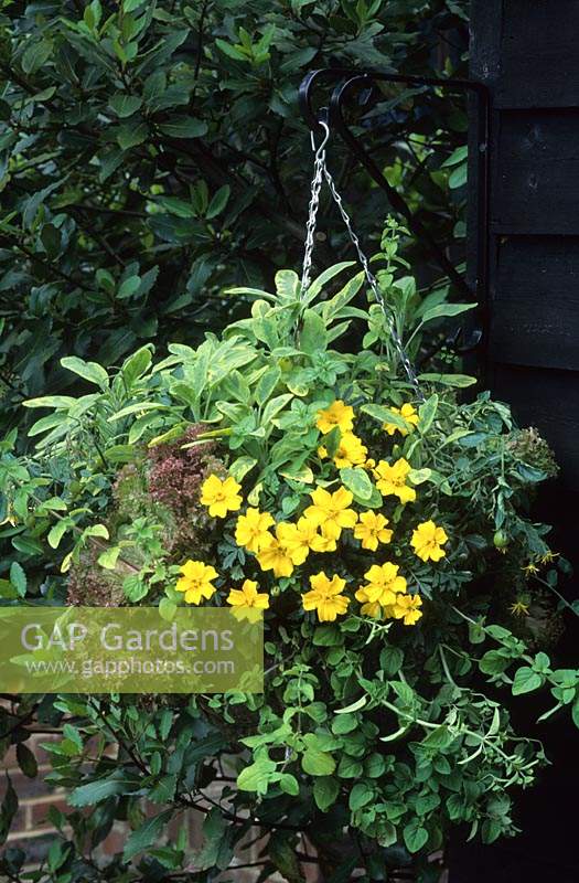 edible crops in hanging basket herbs flowers vegetables variegated sage Tomato Tumbler French marigold lettuce garden plant comb
