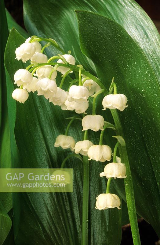 lily of the valley Convallaria majalis