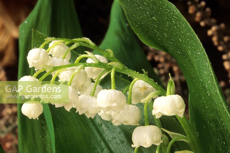 lily of the valley Convallaria majalis