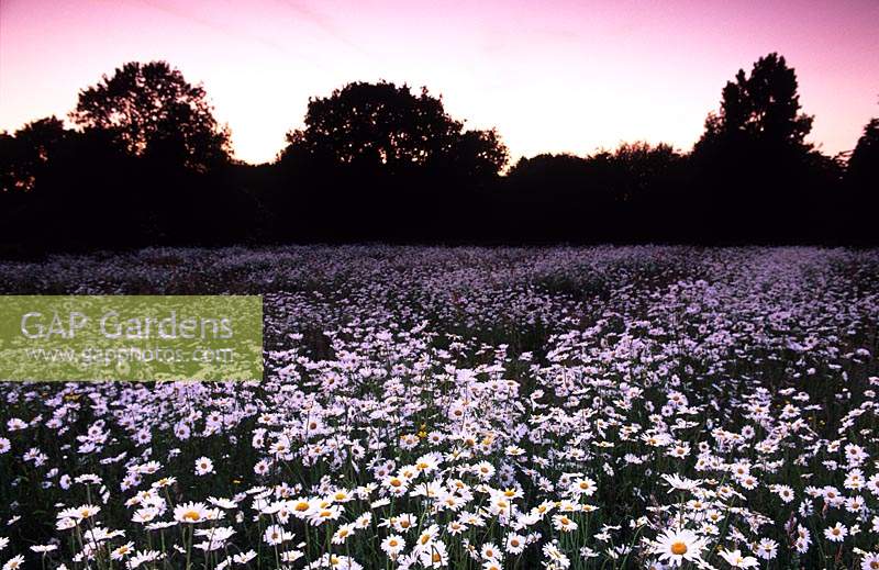 The Oast Houses Hampshire meadow at night Ox eye daisies moon daisies
