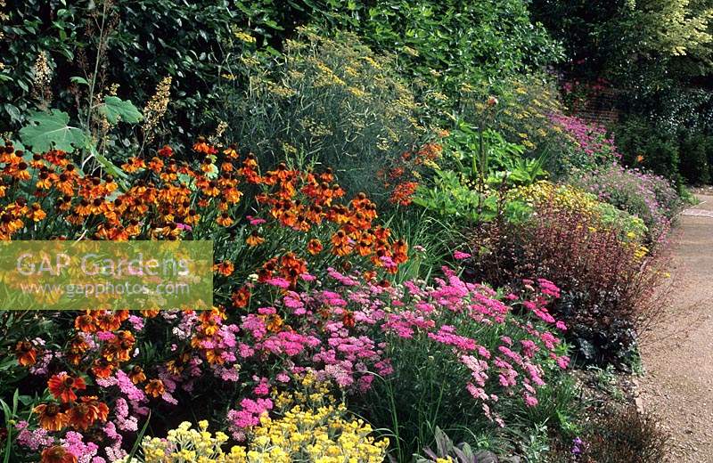 Private garden Hampshire Design Barbara Hunt Herbaceous border with Achillea Cerise Queen Helenium Moerheim Beauty Fennel  garde