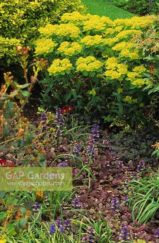 bugle Ajuga reptans Multicolor syn Rainbow with Euphorbia polychroma