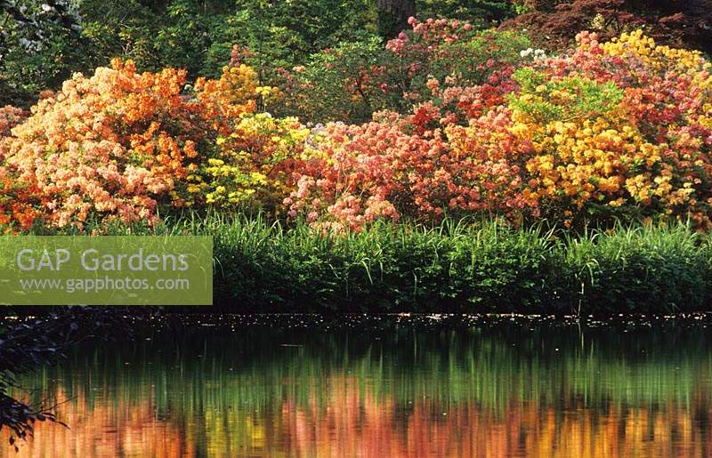 Exbury gardens Hampshire azaleas reflected in pond