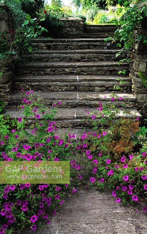 Chipping Croft Gloucestershire Geranium psilostemon growing out of crevices at bottom of stone steps in sunken garden