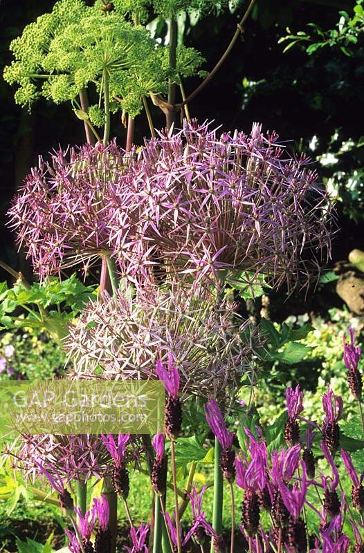 Allium christophii with lavender and angelica