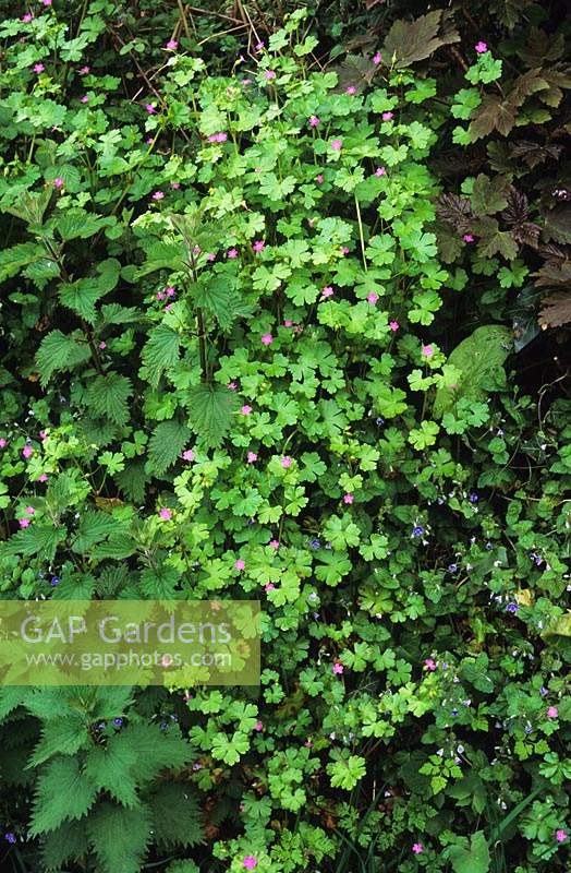 herb robert Geranium robertianum with speedwell and stinging nettles