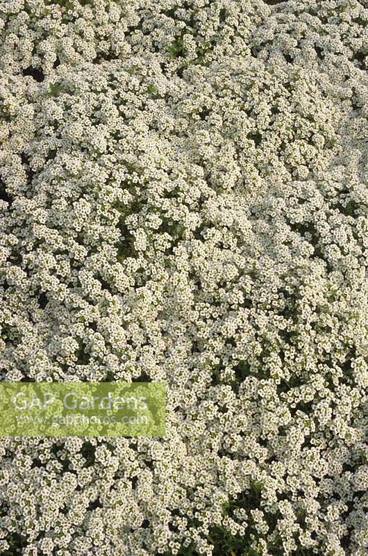 Lobularia maritima Carpet of Snow syn Alyssum
