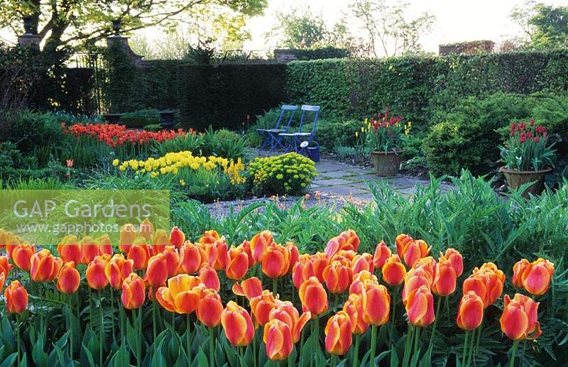Wollerton Old Hall Shropshire daffodils and tulips Tulipa Orange Emperor