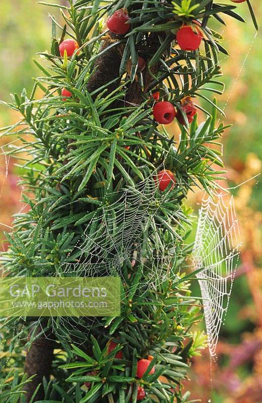 trained yew Taxus baccata with berries and spiders webs