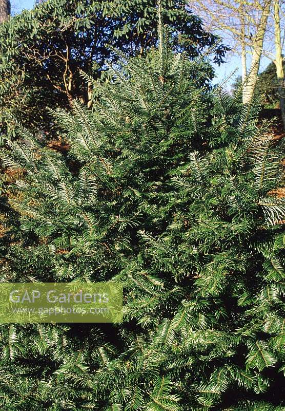 giant fir Abies grandis