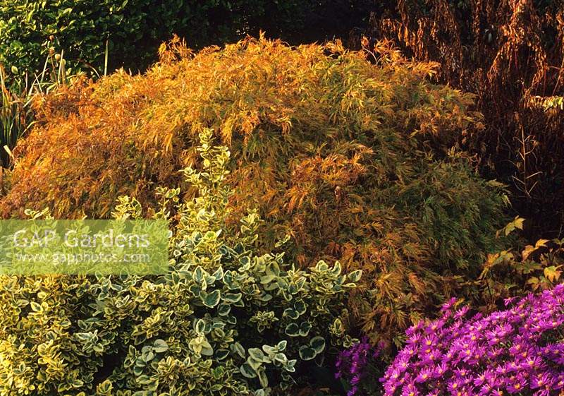 Eastgrove Cottage garden Worcestershire Japanese Maple Acer palmatum Dissectum