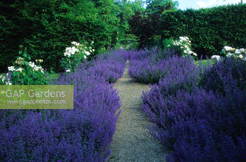 Hadspen House garden Somerset path lined with catmint Nepeta Six Hills Giant and roses