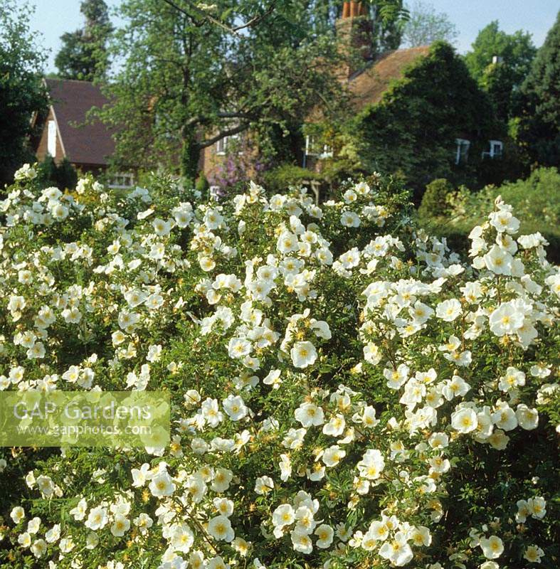Old Rectory Cottage Berkshire Rosa pimpinellifolia