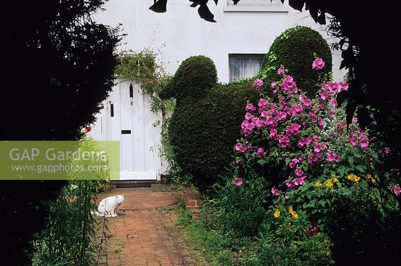 small country cottage front garden with large privet topiary bird and cat on path viewed through hedge Lavatera