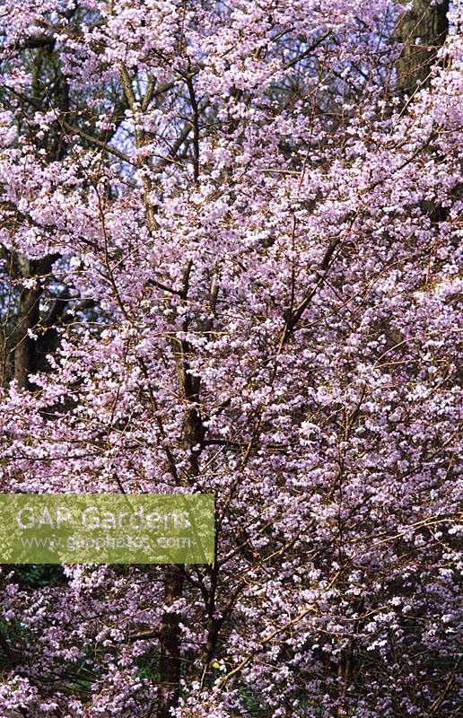 flowering cherry tree Prunus incisa Mikinori