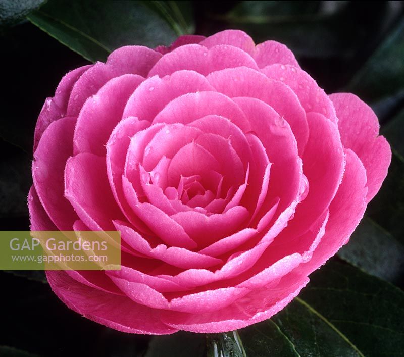 Camellia x williamsii Shocking Pink