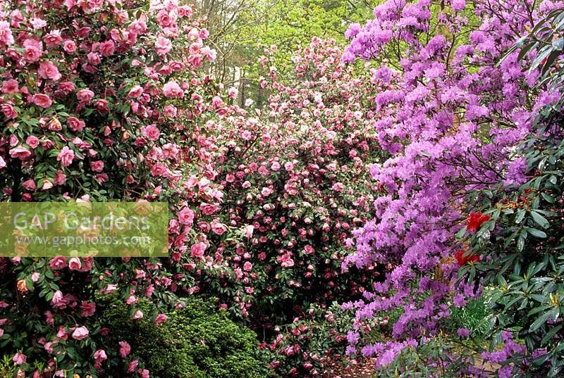 Savill Gardens Surrey Spring woodland garden with Camellias and Rhododendron angustifolia Camellia Donation