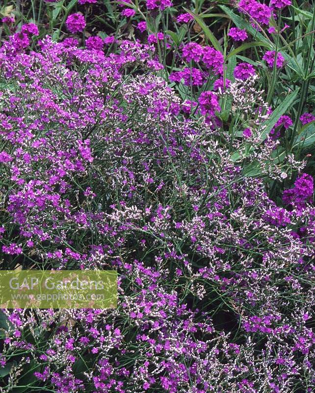 sea Lavender Limonium latifolium 'Violetta'