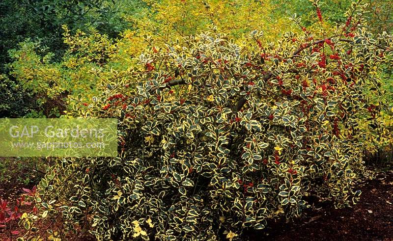 holly Ilex aquifolium Argentea Marginata Pendula